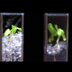 Illustration for article titled New transparent soil reveals the secret world of plant roots